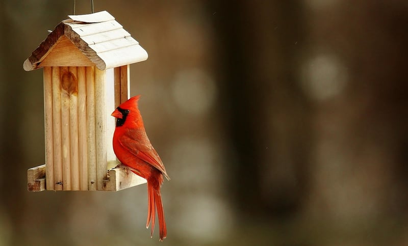 DIY birdhouse
